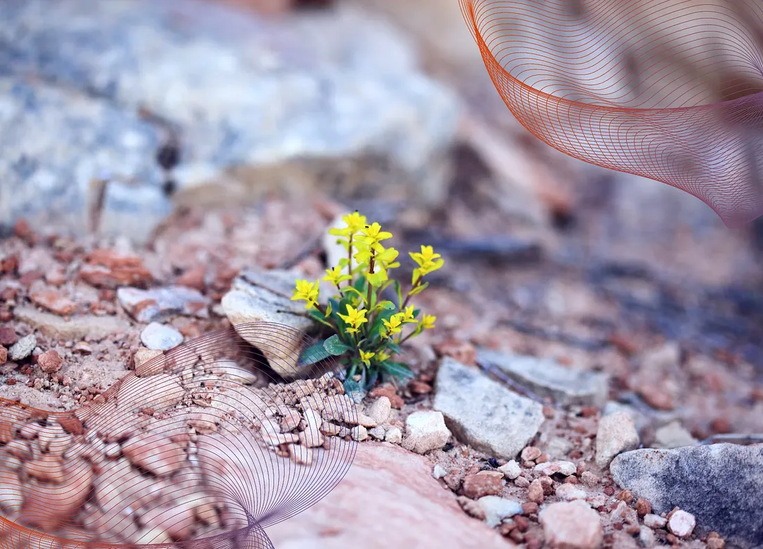 Read more about the article How Can You Ever Afford A Mentor?